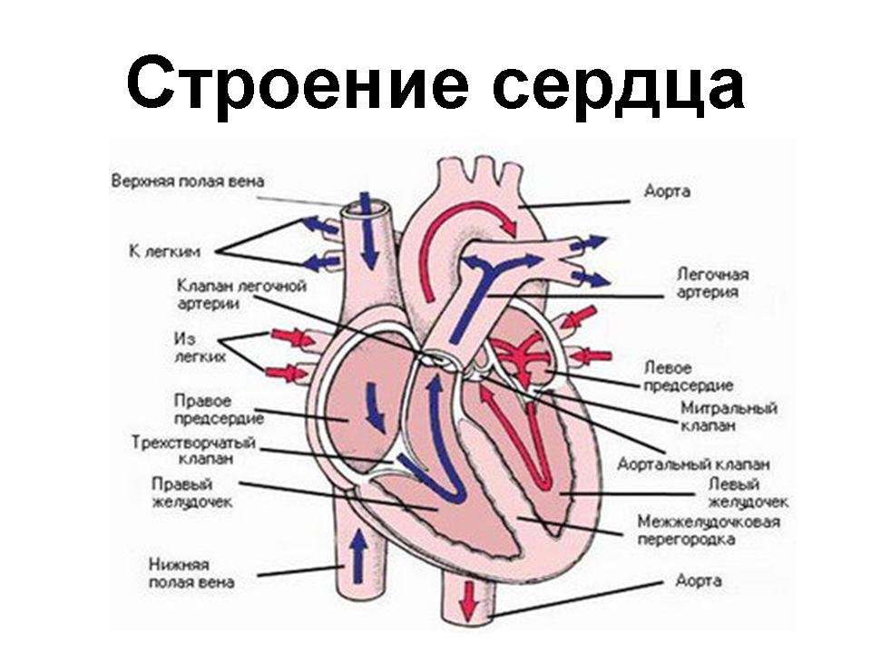 Vena aorta donde esta